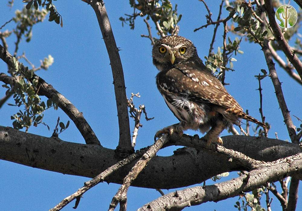 Cactus ferruginous pygmy-owl, Glaucidium brasilianum cactorum