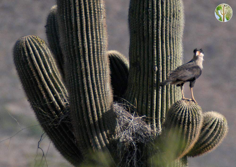 northern crested caracara protecting nest in saguaro