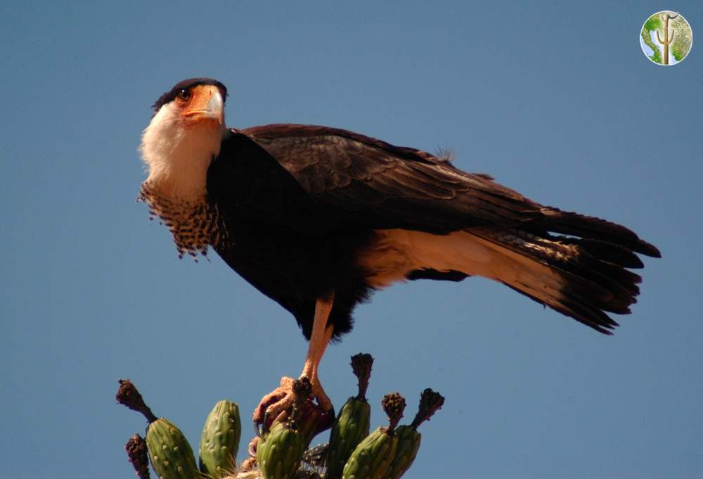 northern crested caracara