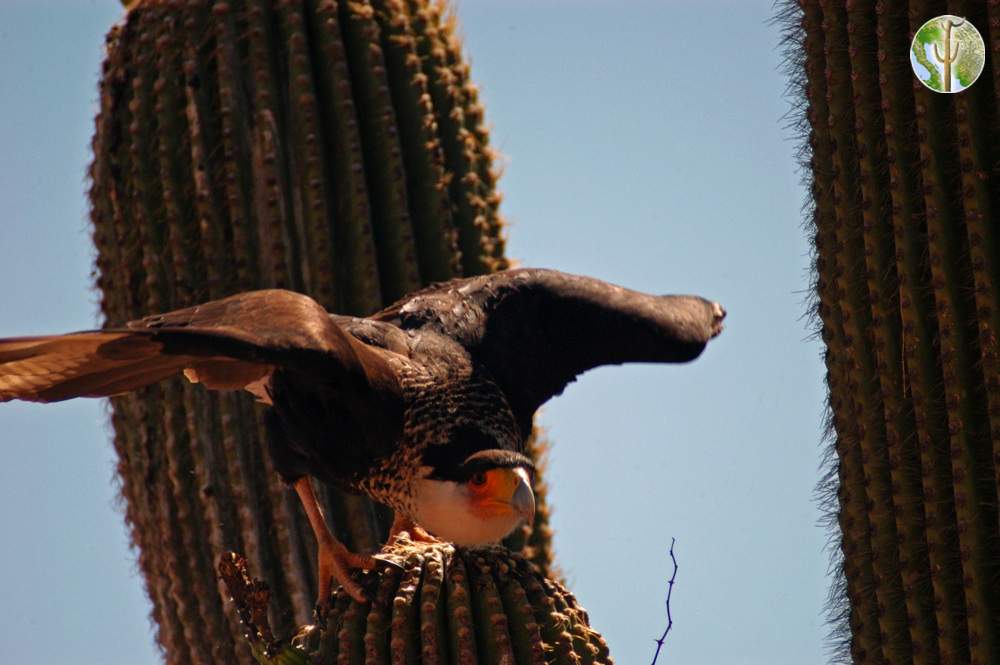 northern crested caracara