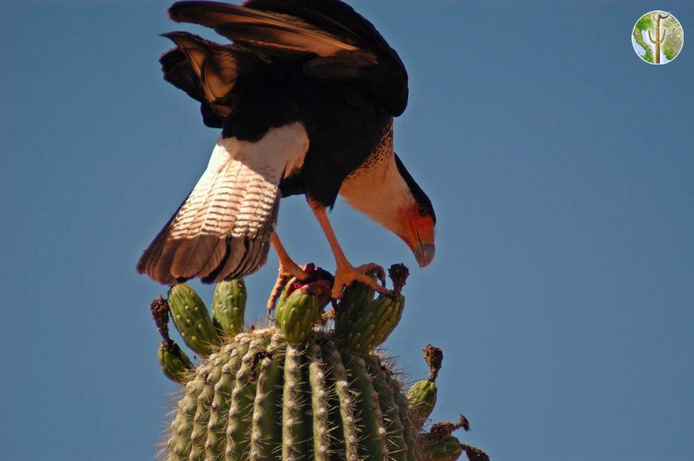 northern crested caracara