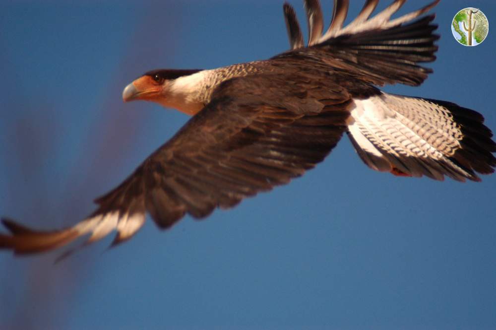 northern crested caracara in flight