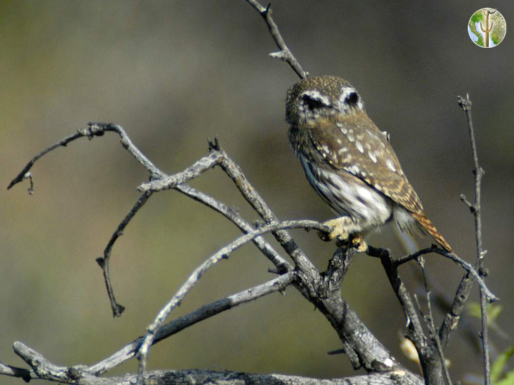 Cactus ferruginous pygmy-owl eye spots on back of head