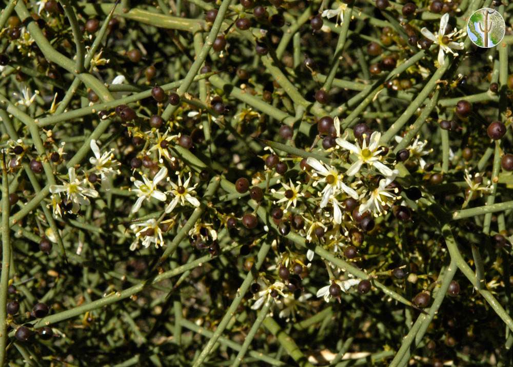Koeberlinia spinosa flowers and fruit