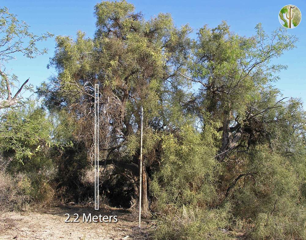 Very large Koeberlinia spinosa, Los Molinos, Sonora