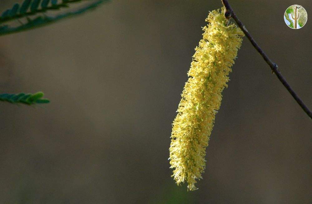 Prosopis velutina, velvet mesquite (flower)