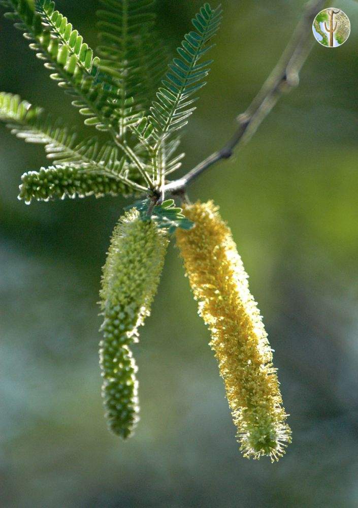 Prosopis velutina, velvet mesquite (leaves and flowers)