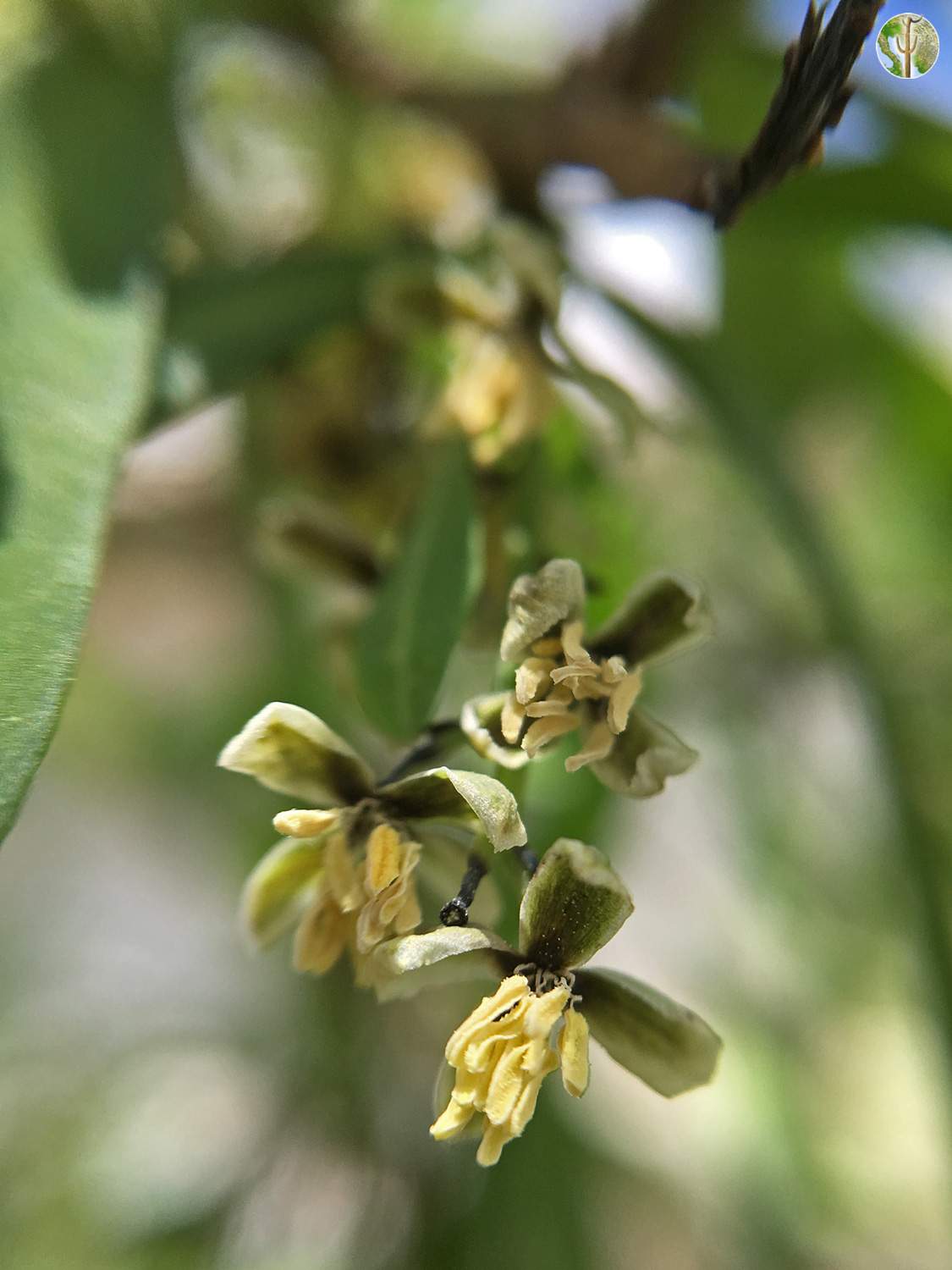 Phaulothamnus spinescens flower