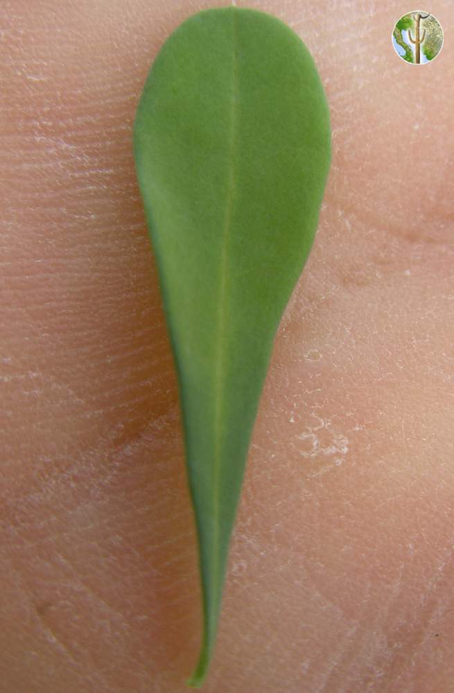 Phaulothamnus spinescens leaf close-up
