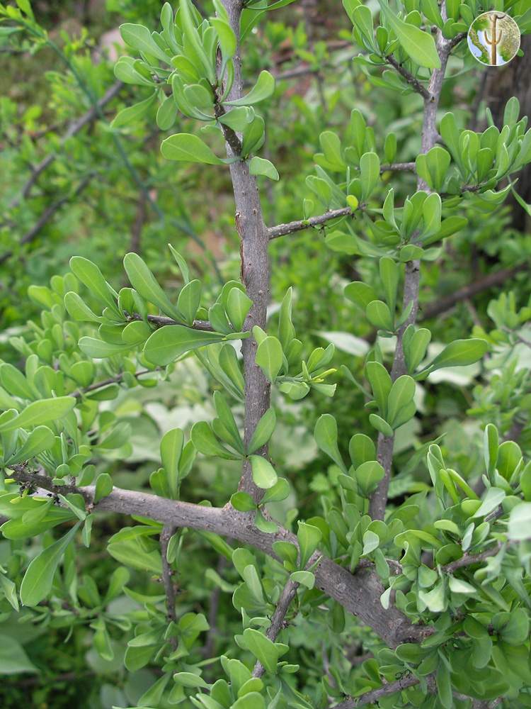 Phaulothamnus spinescens