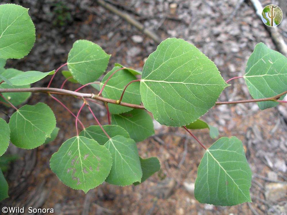 Populus tremuloides (quaking aspen) leaves
