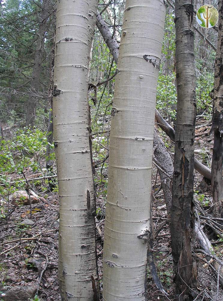 Populus tremuloides (quaking aspen) trunks