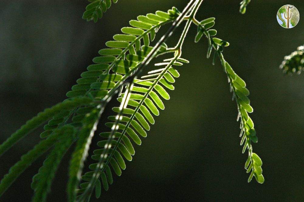 Prosopis velutina, velvet mesquite (leaves)