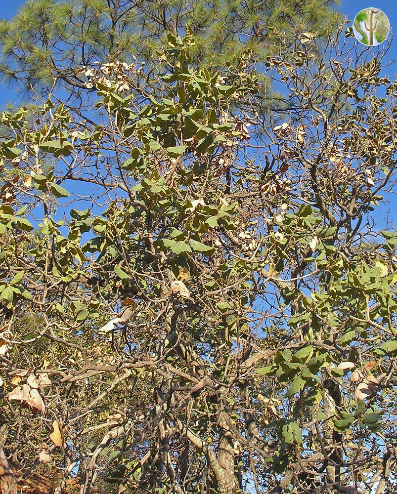 Quercus tarahumara full tree