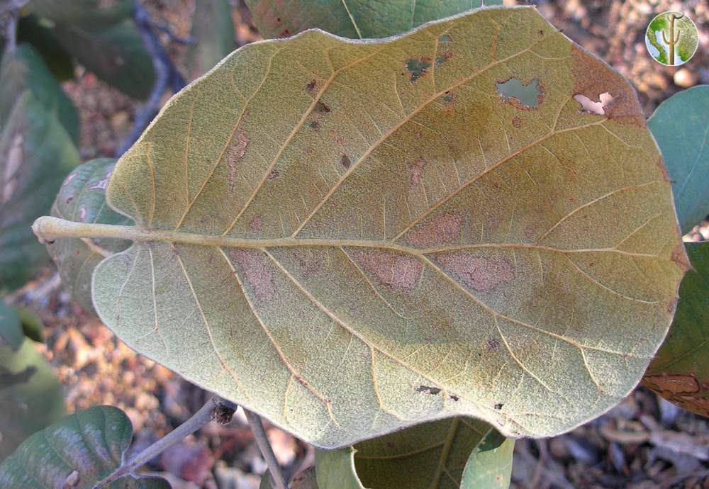 Quercus tarahumara leaf underside