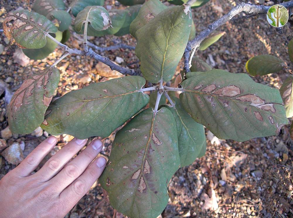 Quercus tarahumara leaves