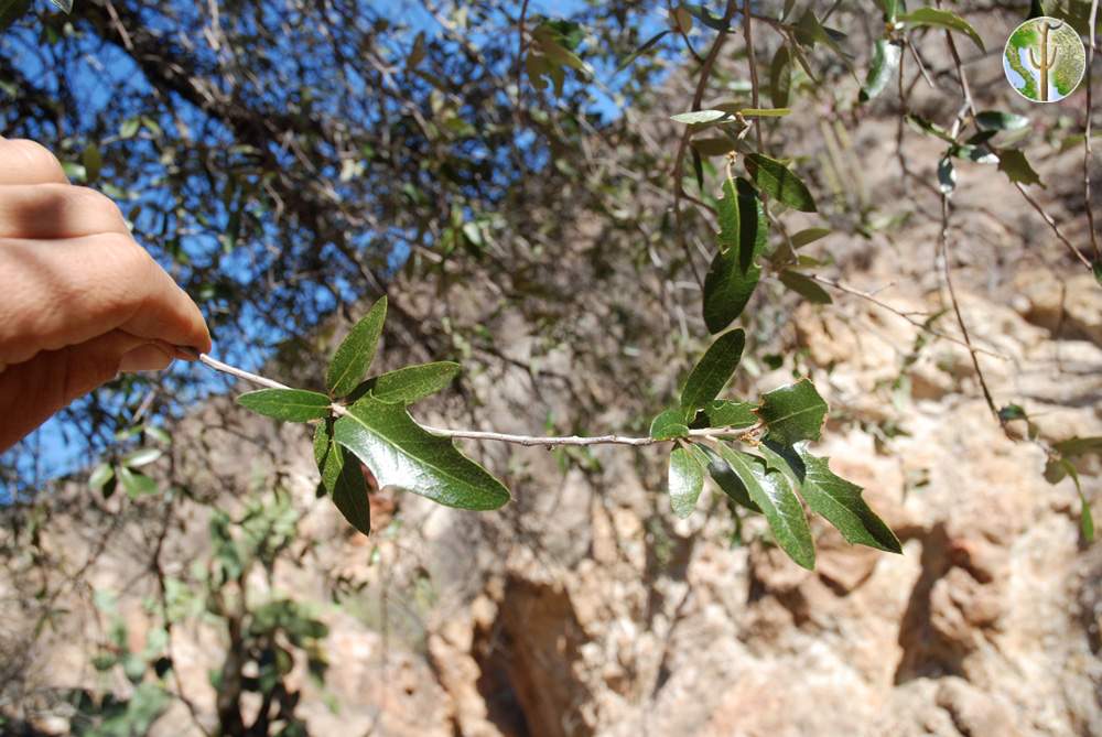 Quercus emoryi