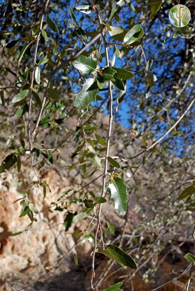 Quercus emoryi