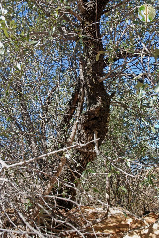 Quercus emoryi