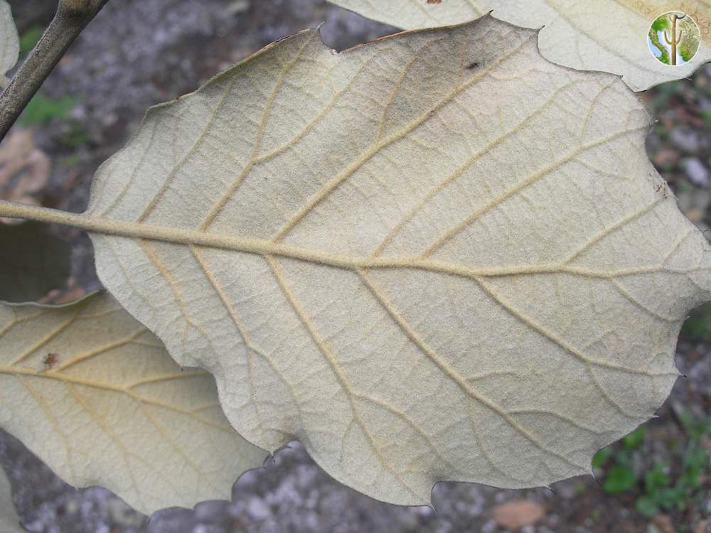 Quercus macvaughii leaf underside