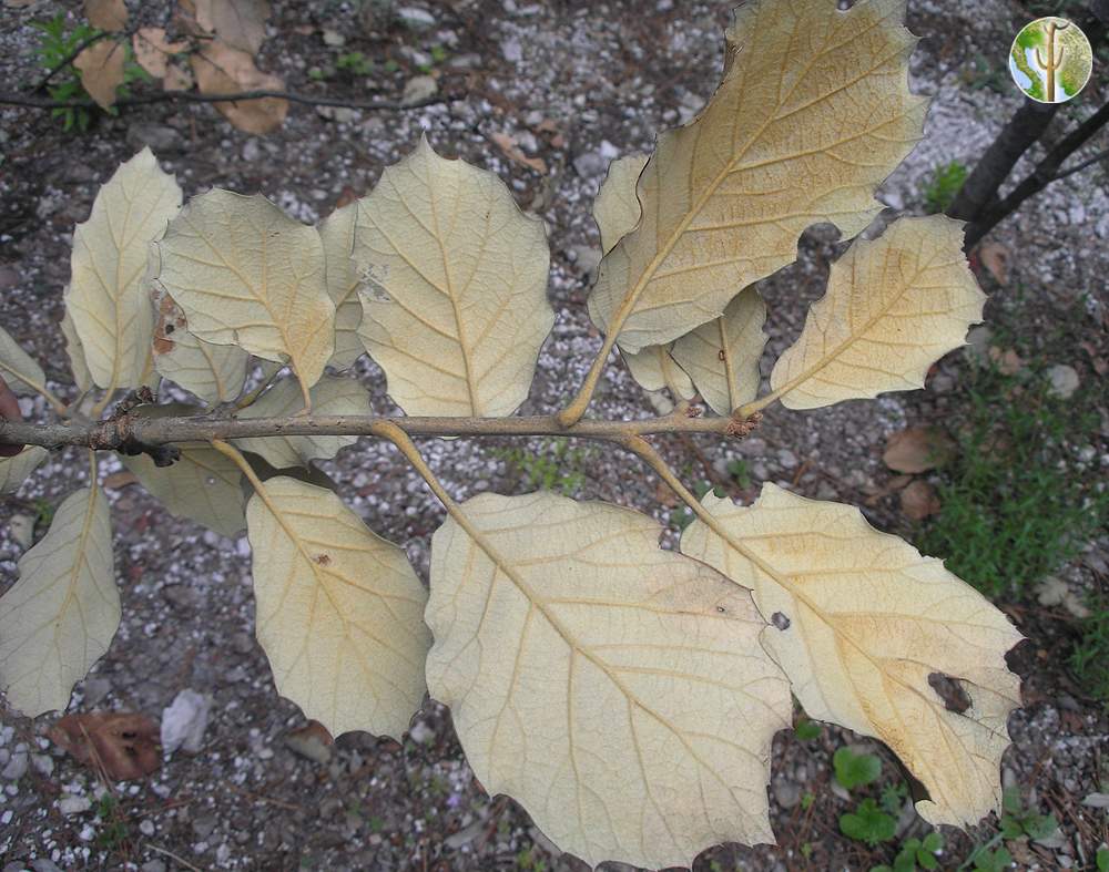 Quercus macvaughii leaf undersides