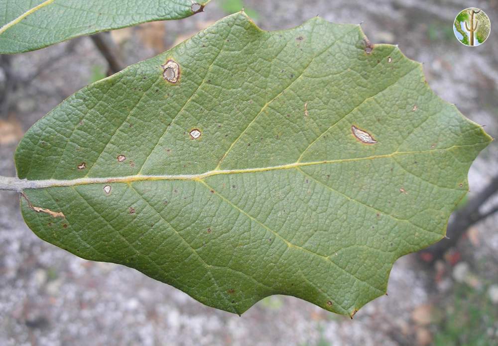 Quercus macvaughii leaf