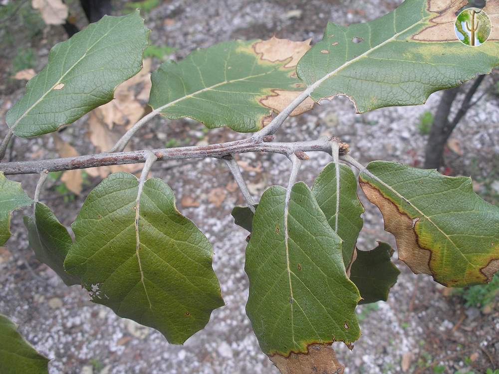 Quercus macvaughii leaves