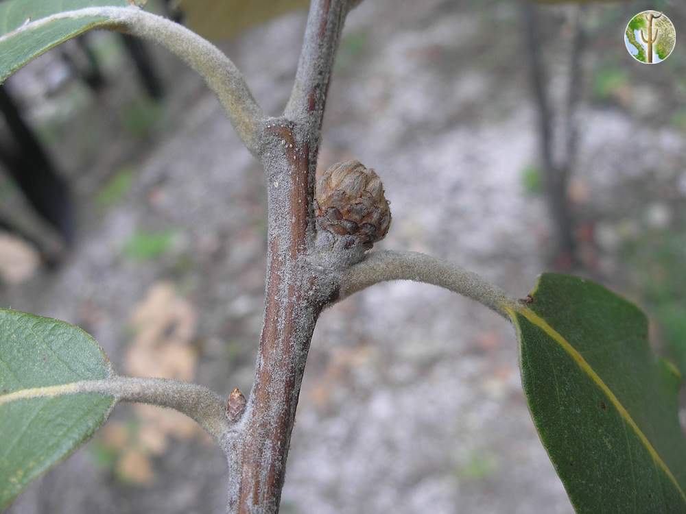 Quercus macvaughii young acorn
