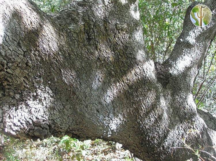 Quercus tuberculata trunk