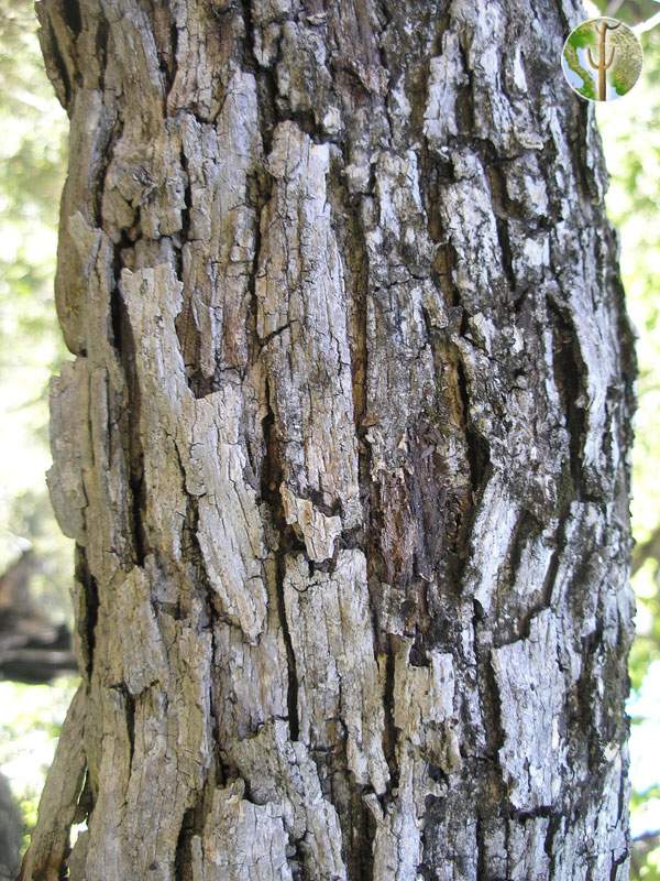 Quercus tuberculata bark