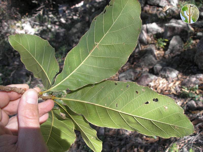 Quercus tuberculata underside of leaves