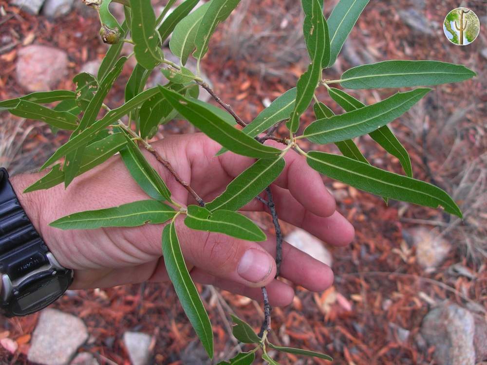 Quercus viminea