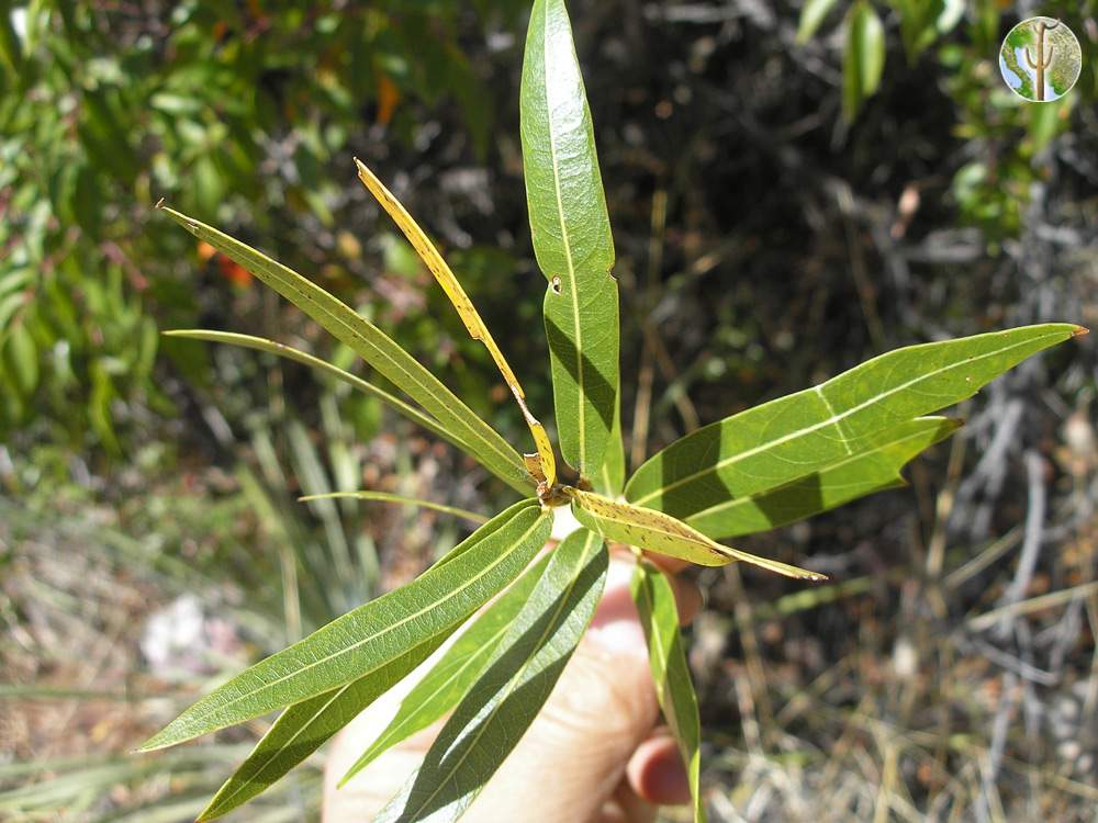 Quercus viminea