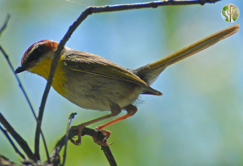 rufous-capped warbler