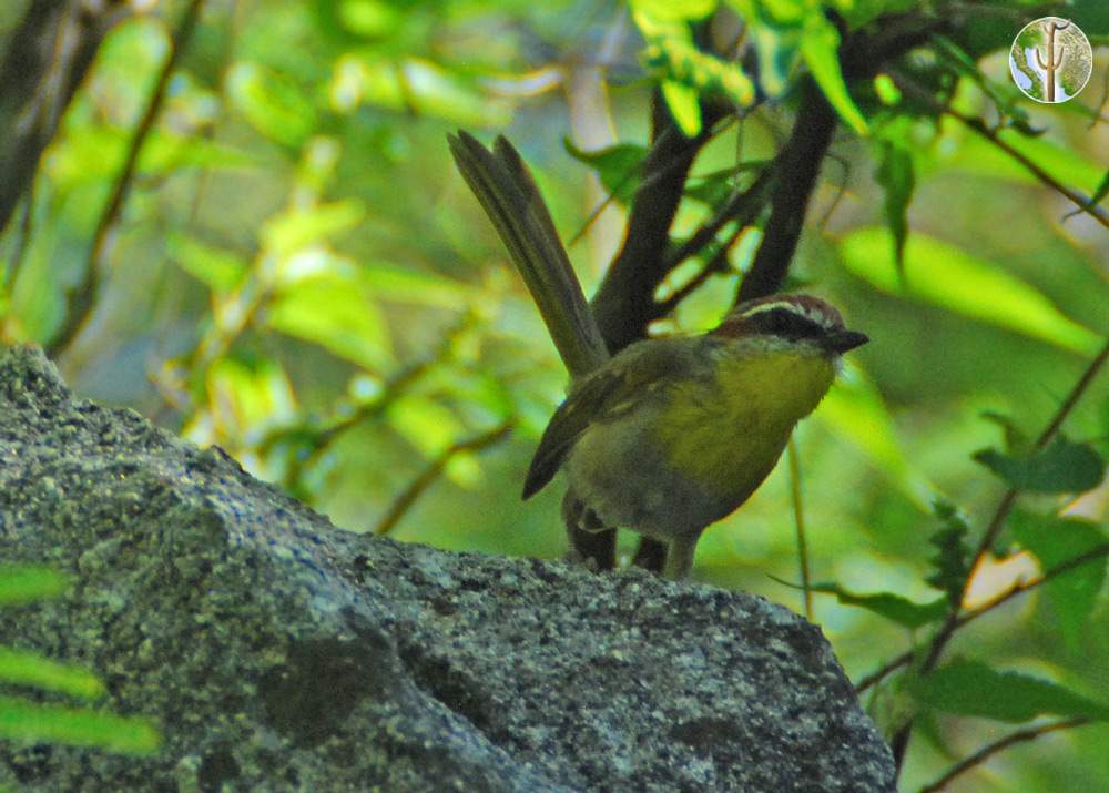 rufous-capped warbler