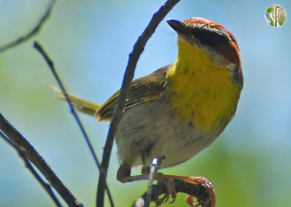 rufous-capped warbler