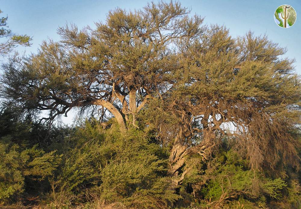 Sideroxylon occidentale, bebelama - full tree