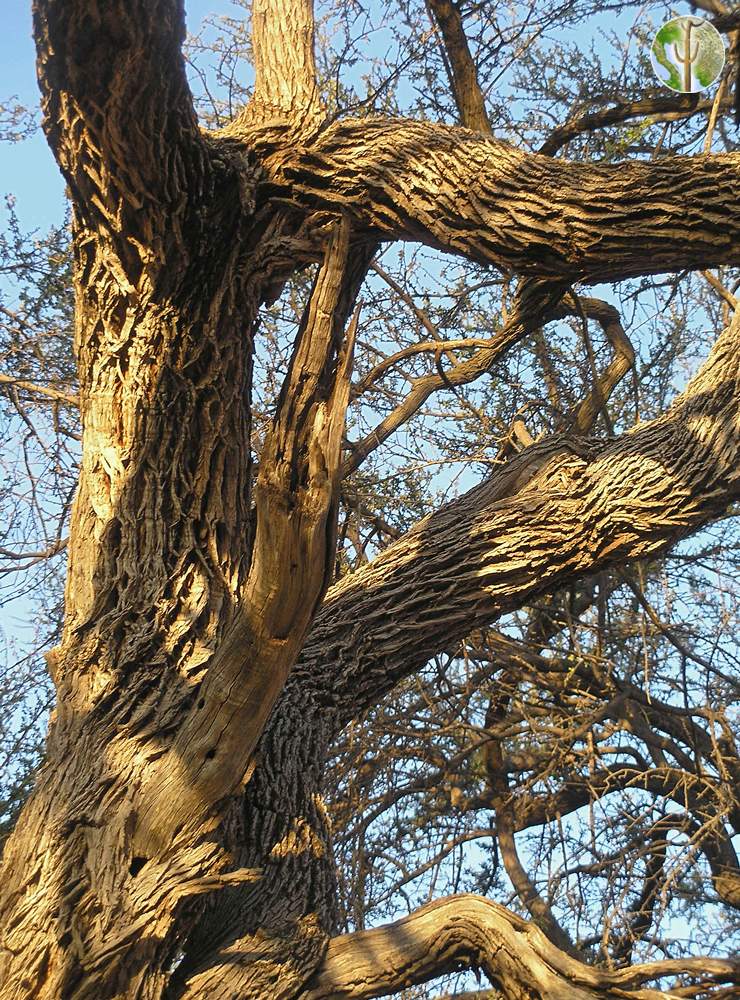Sideroxylon occidentale, bebelama - trunk and bark