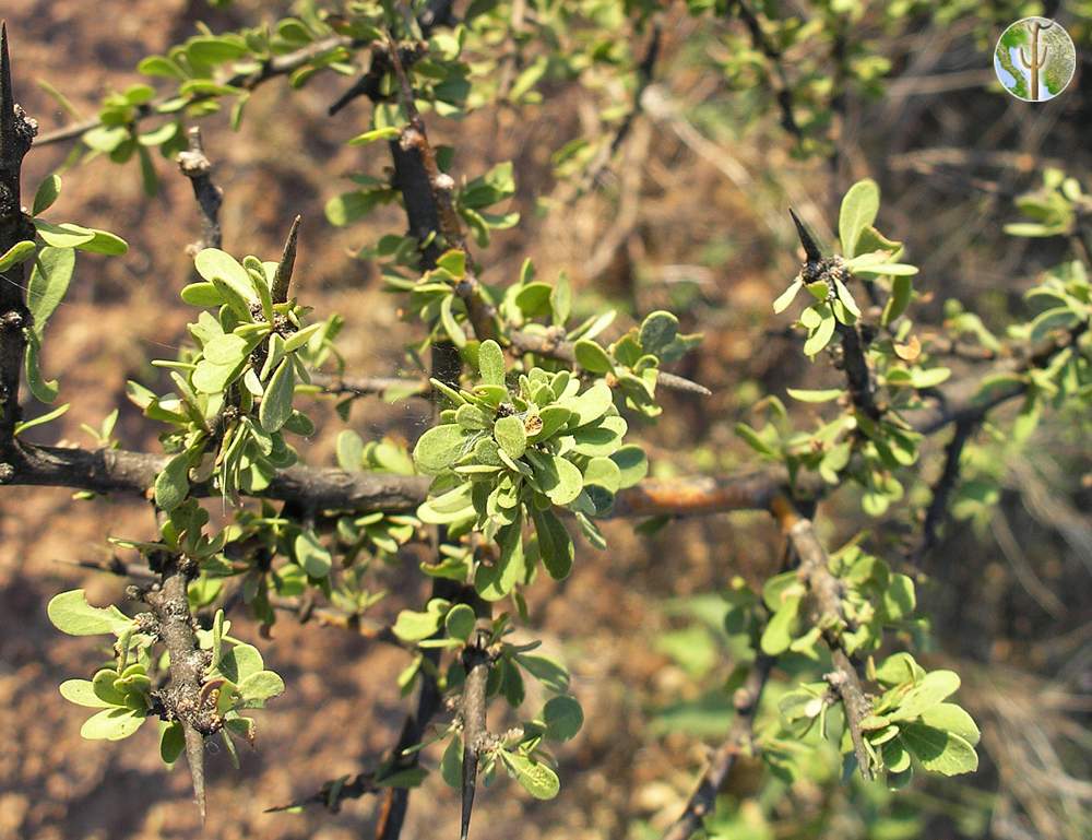 Sideroxylon occidentale, bebelama - foliage
