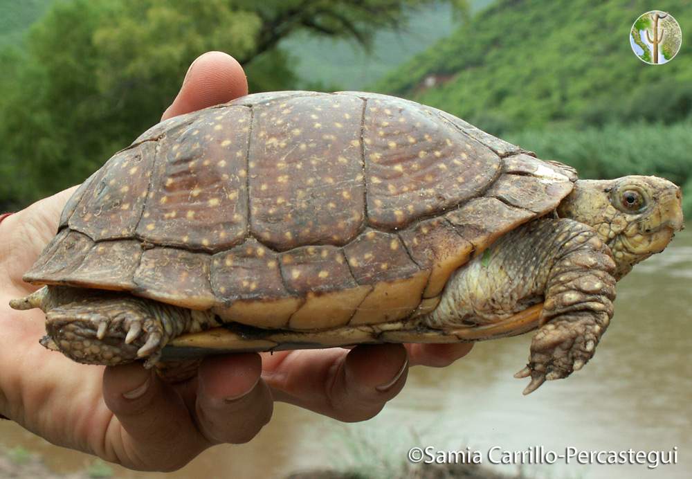 Terrapene nelsoni, spotted box turtle