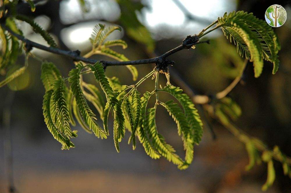 Prosopis velutina, velvet mesquite