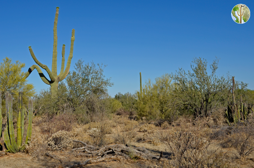 Tag: sonoran desert