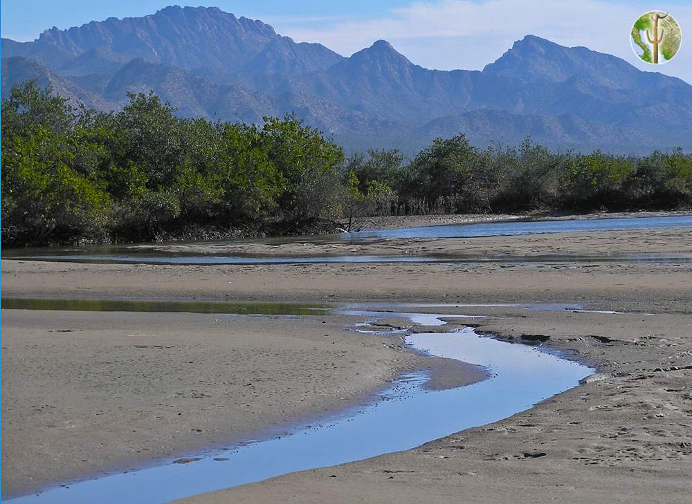 mangrove-forest-wild-sonora