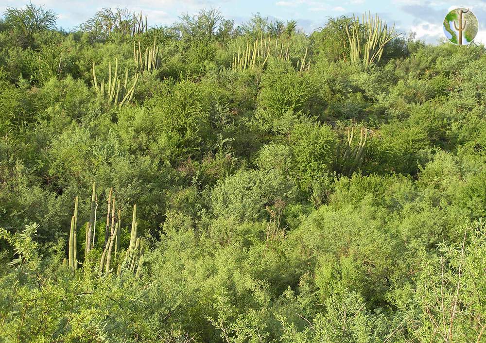 tropical thorn forests and scrubs