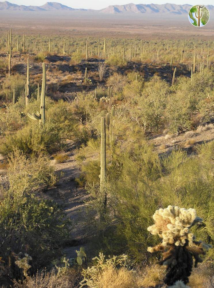 Tag: sonoran desert