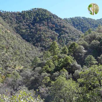 Forested slopes of high Sierra Purica
