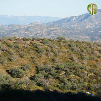 Oak and grass covered hillside with the Sierra El Tigre in the background