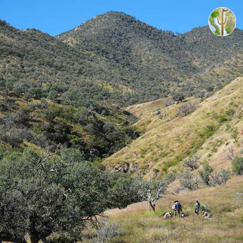 Grassy slopes of Sierra Purica with group of herpers