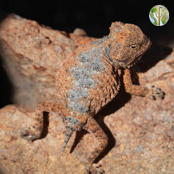 Young Ditmars horned lizard