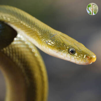 Green rat snake